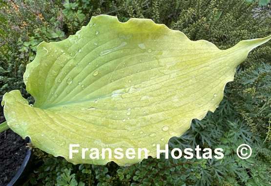 Hosta Echo the Sun